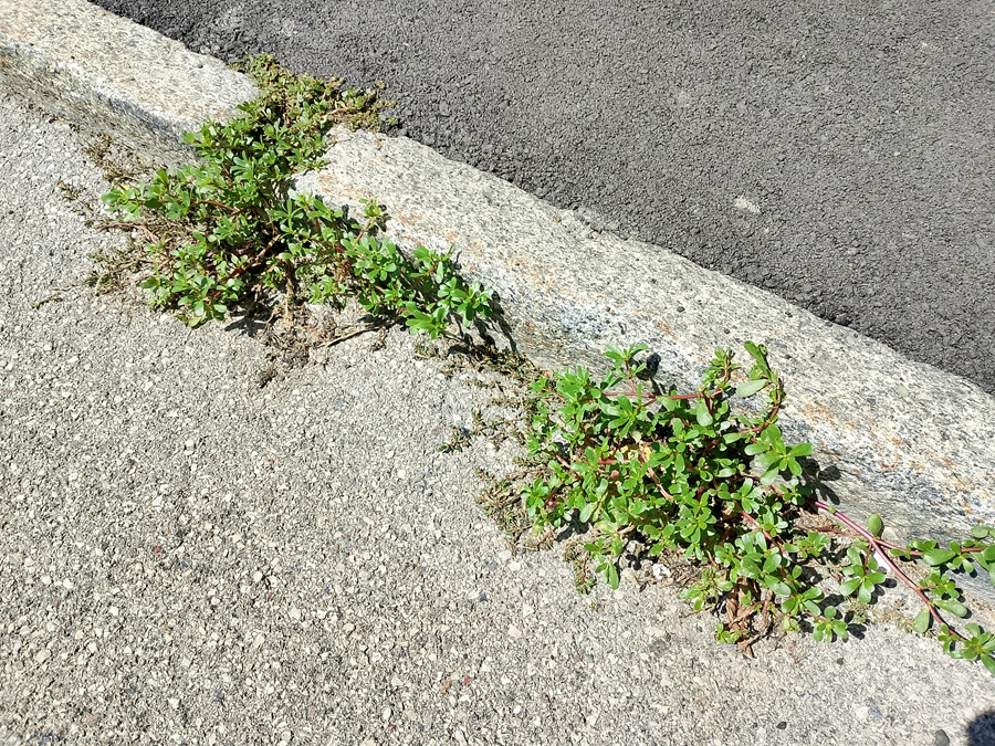 Pinzolo – La portulaca, l’infestante che si può mangiare