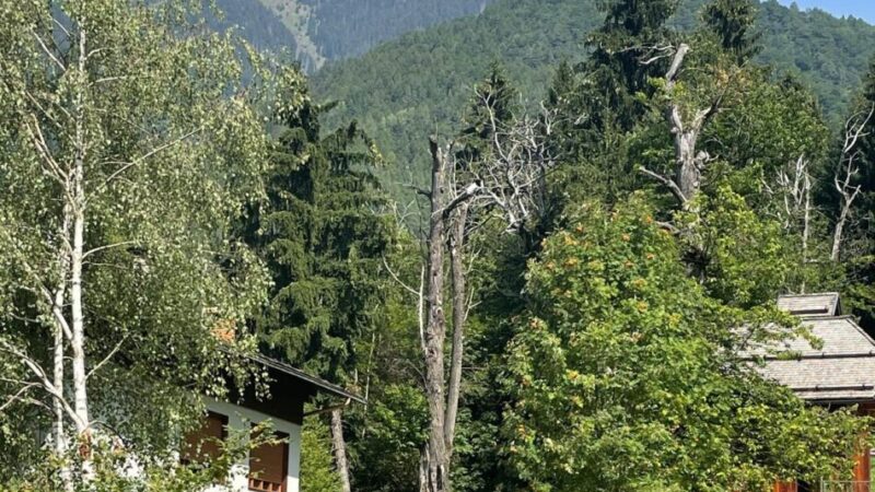 Pinzolo: castagno secco nei pressi della chiesetta di Campicioi…
