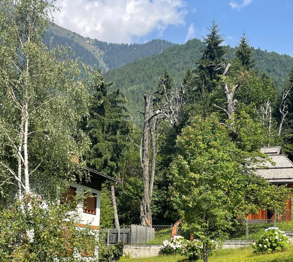 Pinzolo: castagno secco nei pressi della chiesetta di Campicioi…