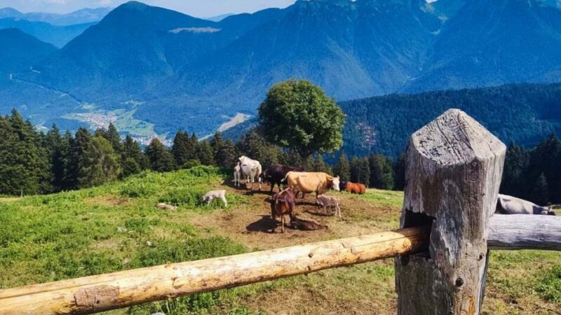 Malga Cengledino, dove lo sguardo abbraccia la Val Rendena