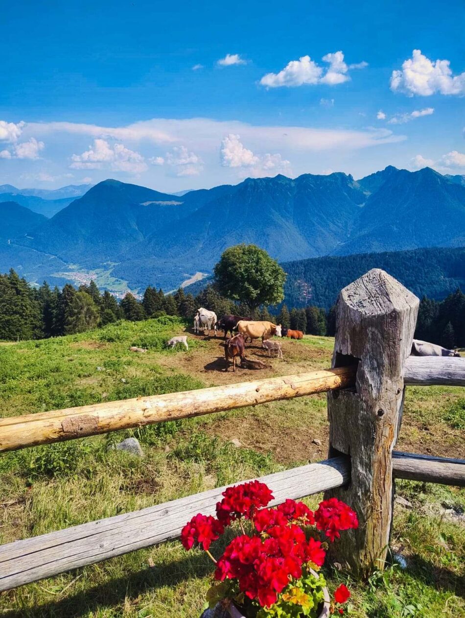 Malga Cengledino, dove lo sguardo abbraccia la Val Rendena