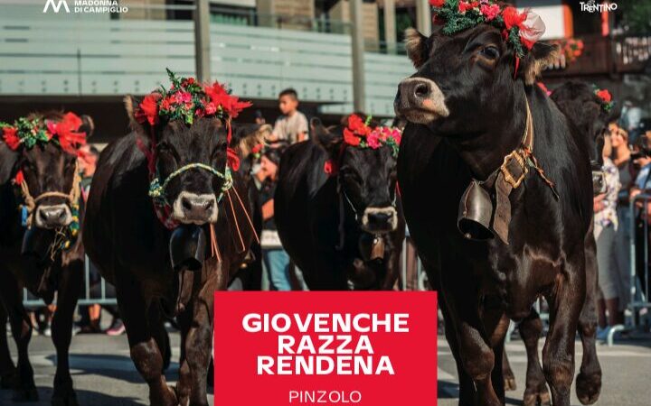 Giovenche di razza Rendena, torna la festa tra tradizione e novità