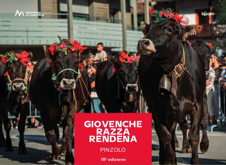 Giovenche di razza Rendena, torna la festa tra tradizione e novità