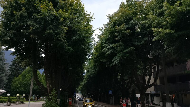 I tigli di Corso Trento, un secolo di bellezza all’ingresso di Pinzolo