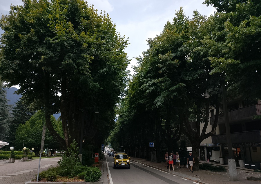 I tigli di Corso Trento, un secolo di bellezza all’ingresso di Pinzolo