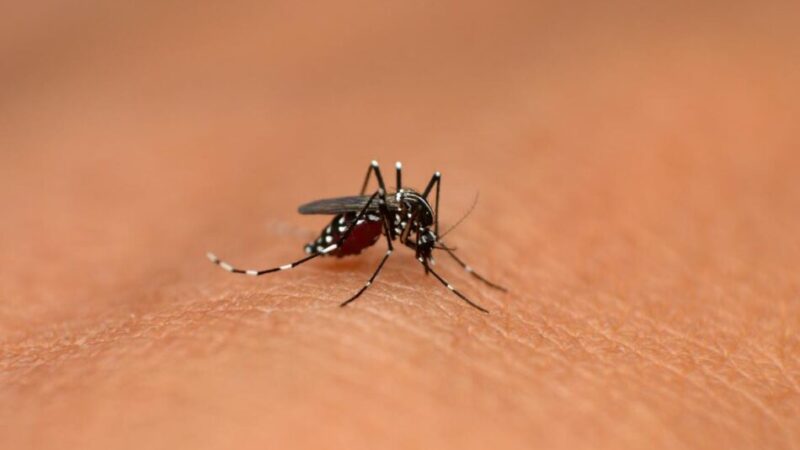 Caso importato di Dengue a Carisolo