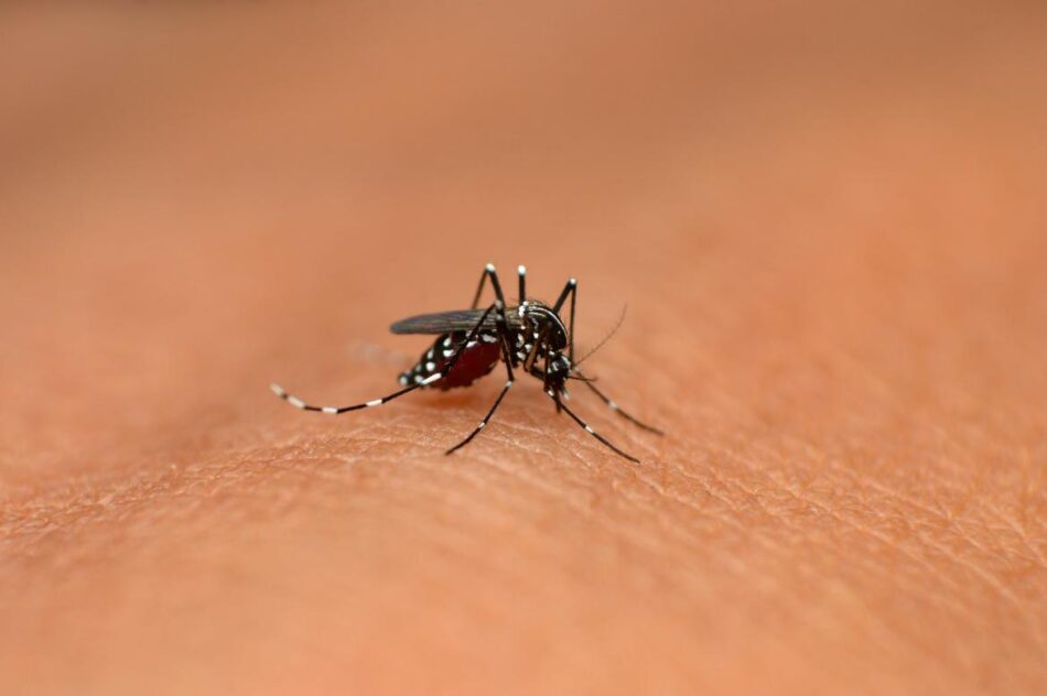 Caso importato di Dengue a Carisolo