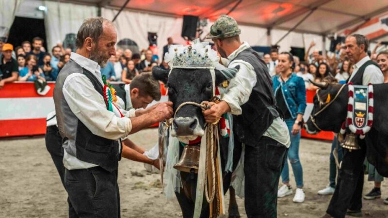 Con “Giovenche di razza Rendena”, è stata una grande festa per la bovina autoctona e le famiglie di allevatori e allevatrici