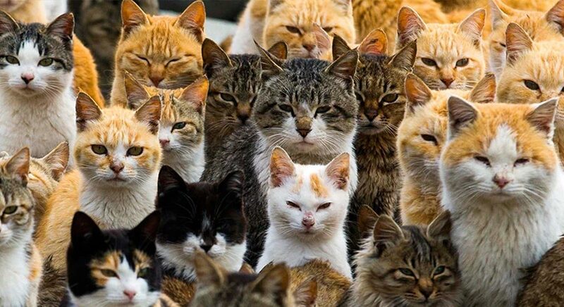 Normativa nazionale a tutela delle colonie feline n. 281 del 14.08.1991