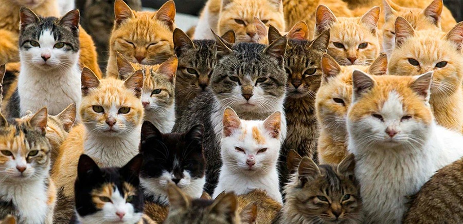 Normativa nazionale a tutela delle colonie feline n. 281 del 14.08.1991
