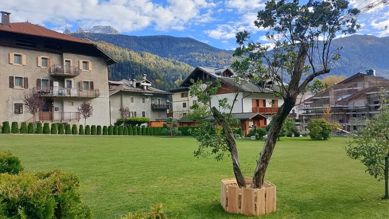 Pinzolo – Un corbezzolo di quasi due secoli nel giardino dei Collini