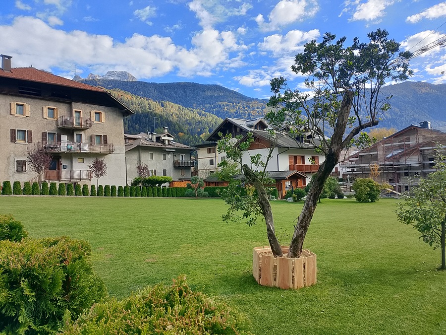 Pinzolo – Un corbezzolo di quasi due secoli nel giardino dei Collini